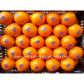 chinese navel orange